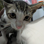 Close-up of a cat with a bright, patterned bandana looking curious and playful.