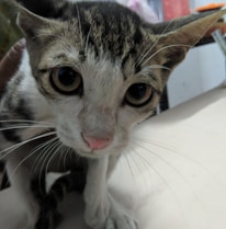 A close-up of a curious tabby cat with one ear perked up, gazing intently at the camera.