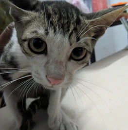 Close-up of a cat with a bright, patterned bandana looking curious and playful.