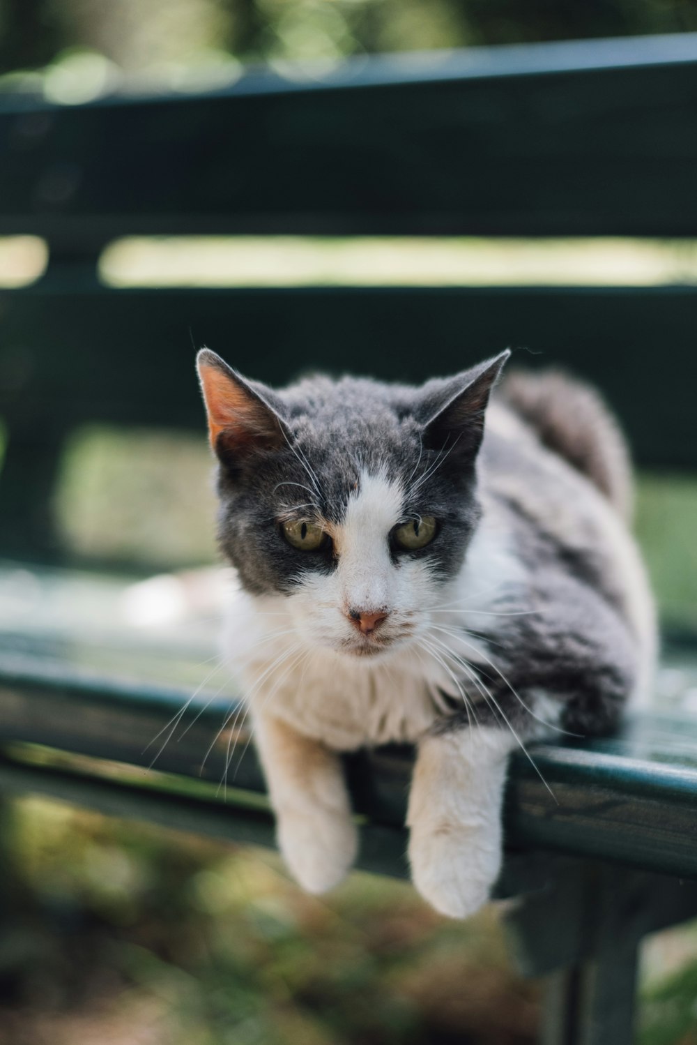 schwarz-weiße Katze auf Bank liegend