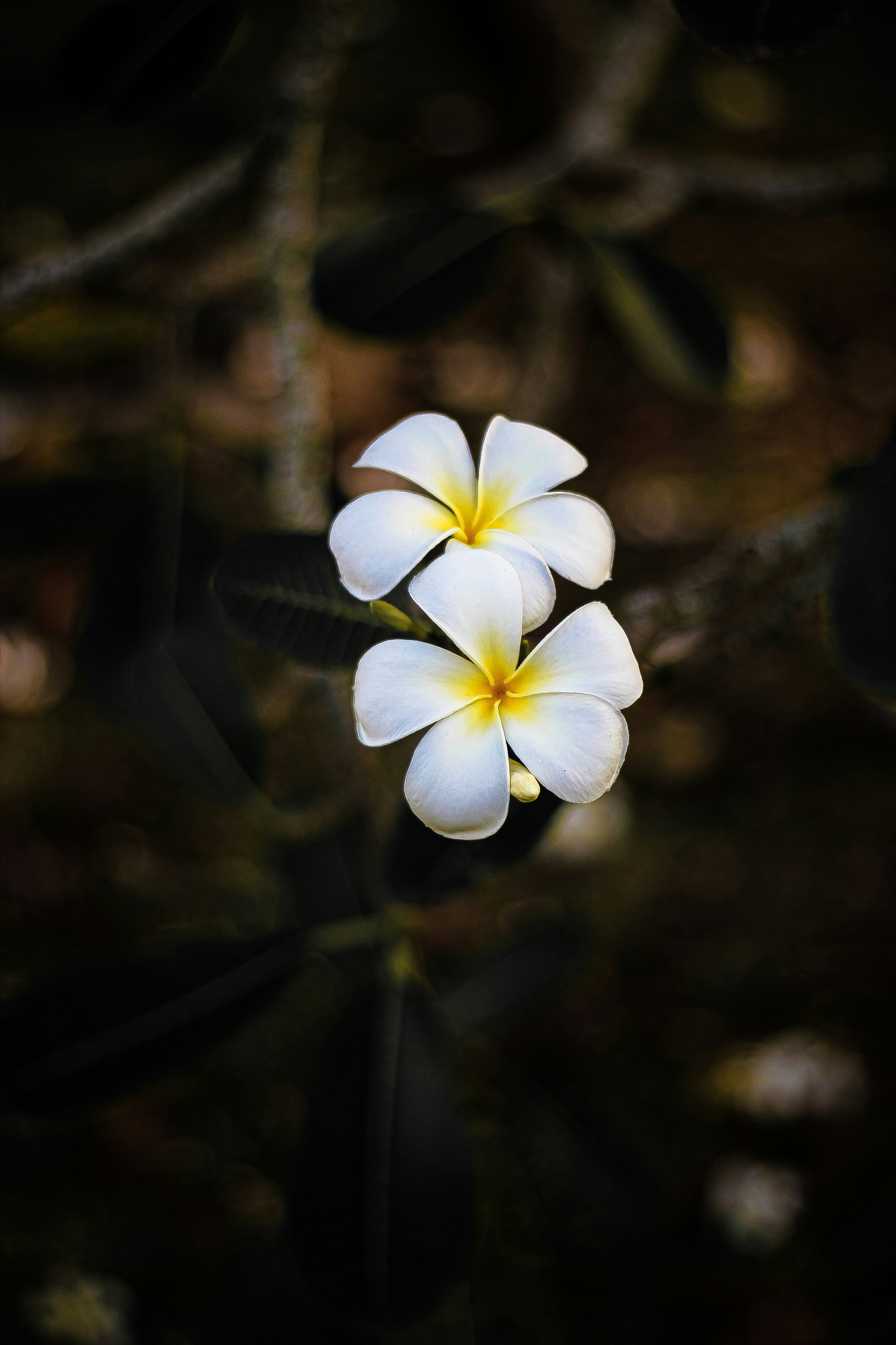 Photo by adriezalzackry