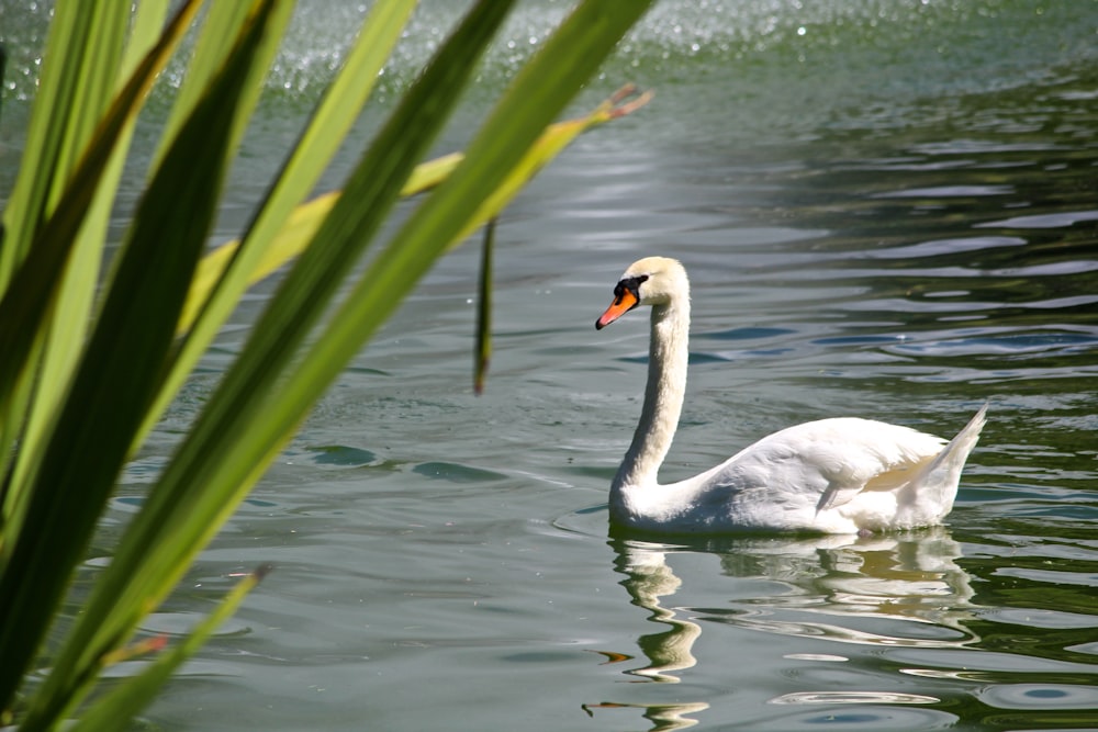 white swan floating on body of water