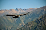 An eagle soaring above rugged mountain peaks against a clear sky.