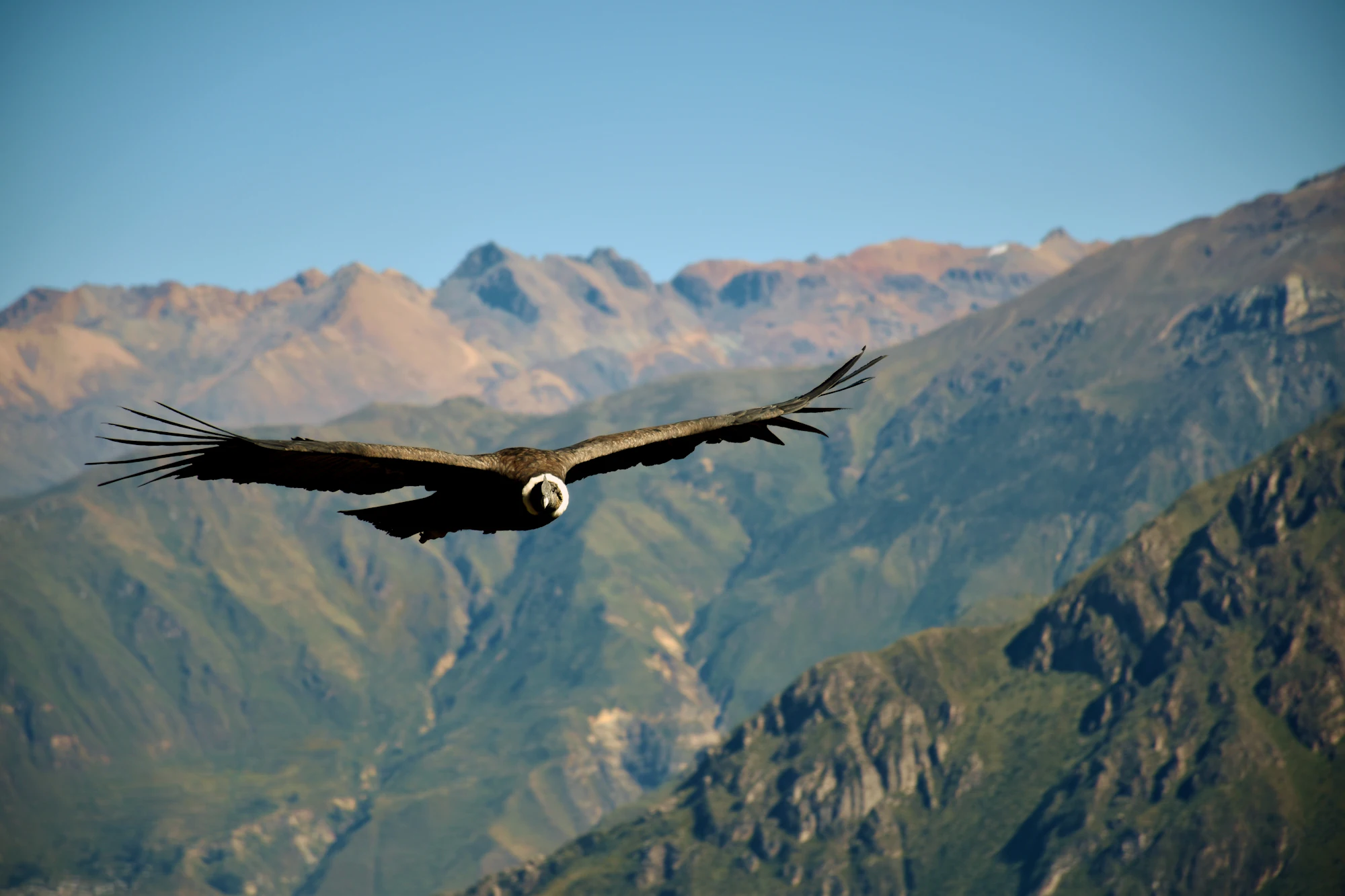 Colca Canyon