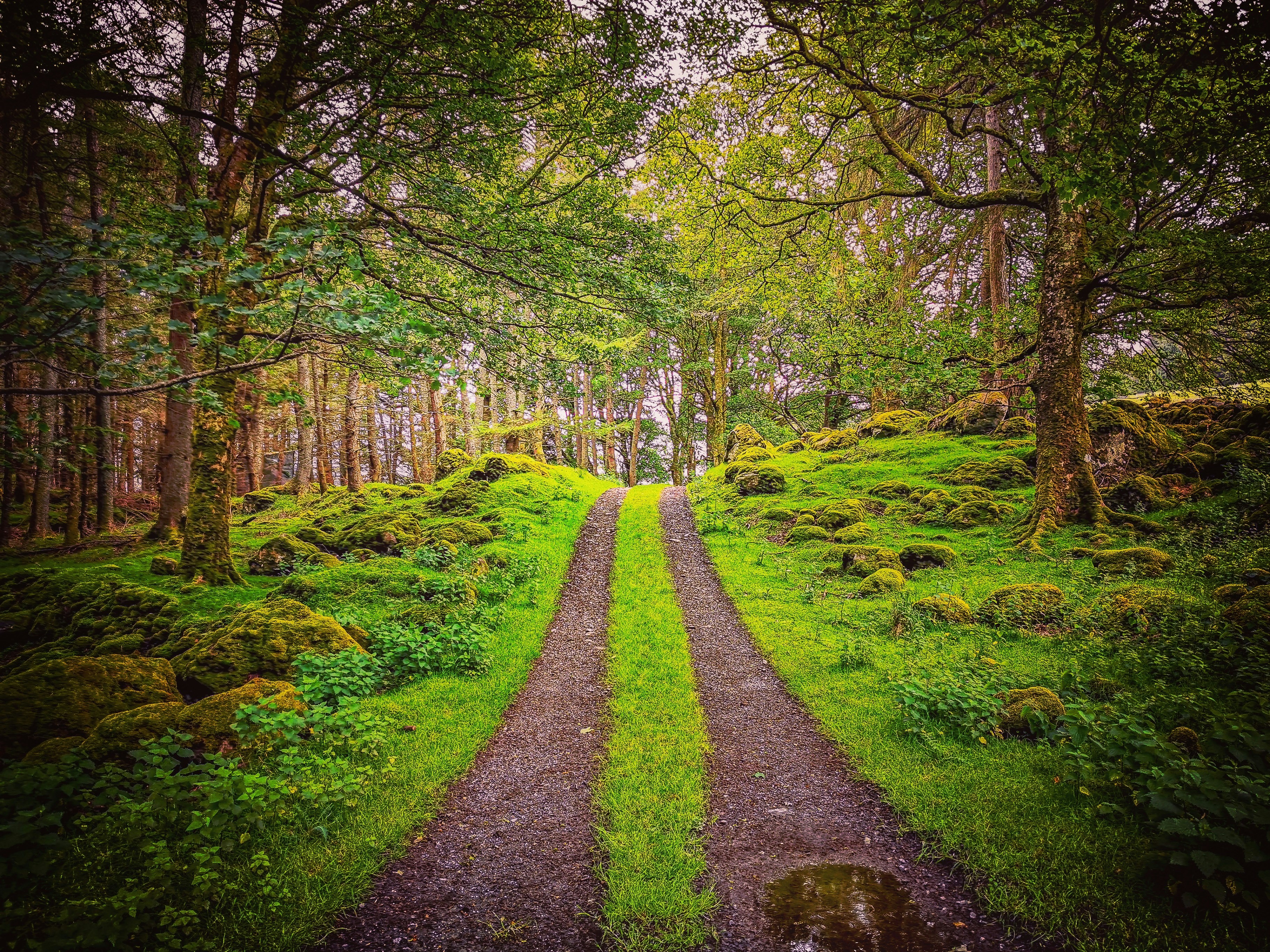 dirt road under trees
