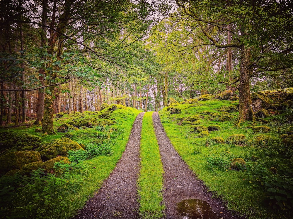 dirt road under trees