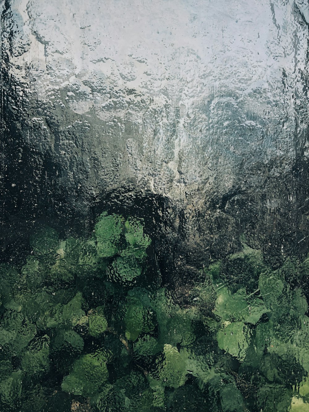 a close up of a window with green plants