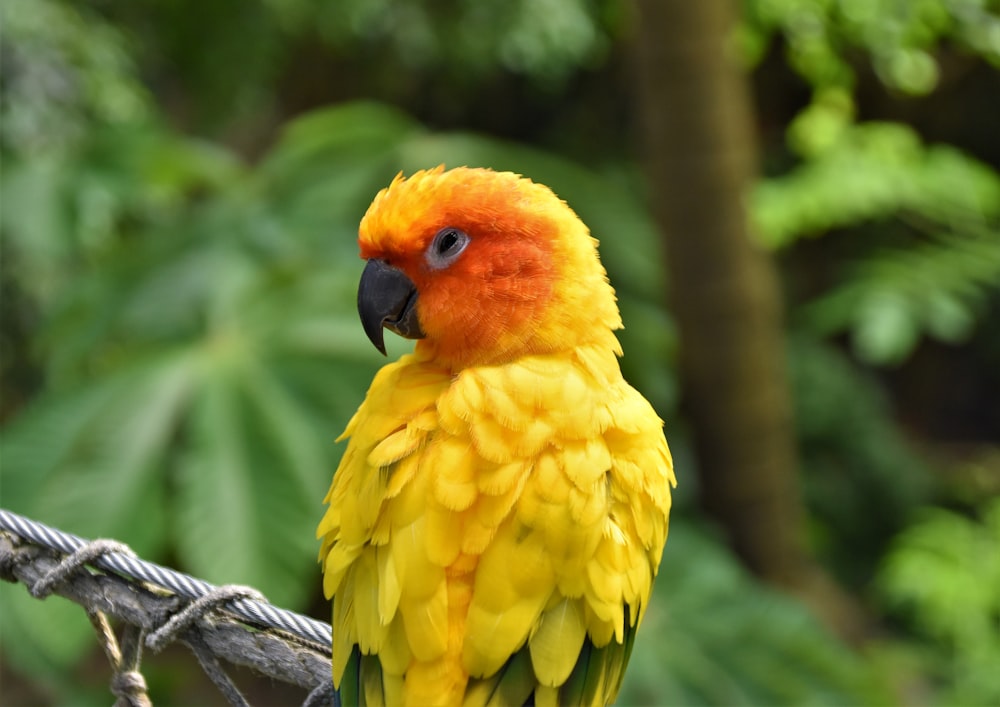 perroquet jaune et rouge sur branche d’arbre
