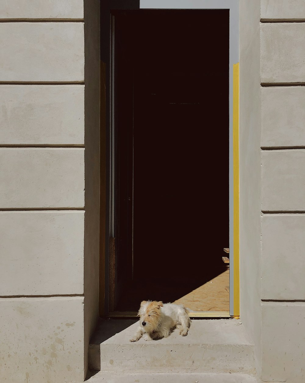 家の正面のステップに横たわっている茶色と白のショートコートの小型犬