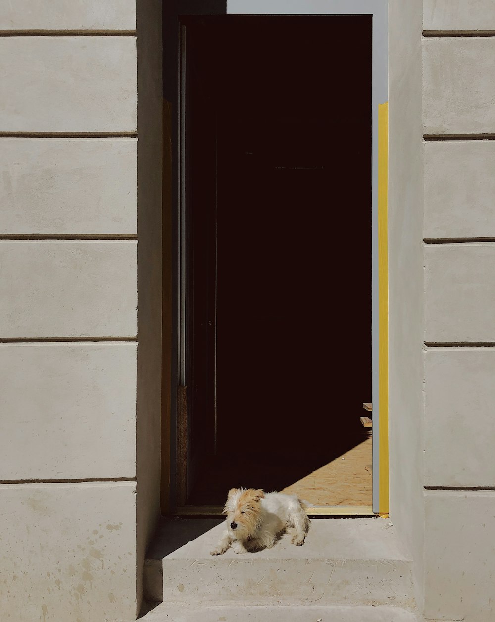 brown and white short coat small dog lying on house front step