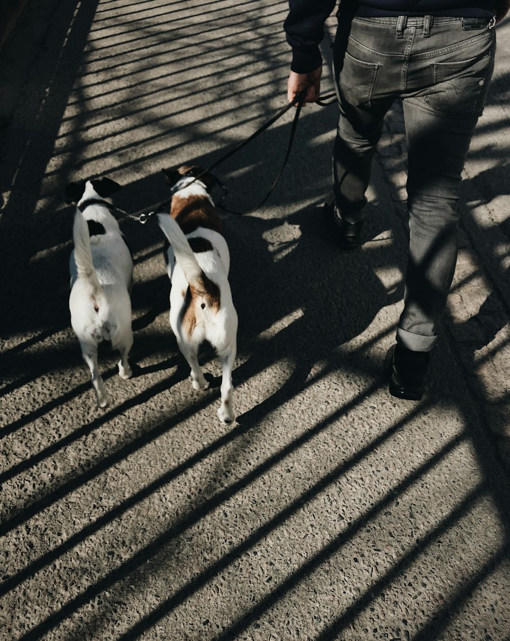 Person, die mit zwei Hunden spazieren geht