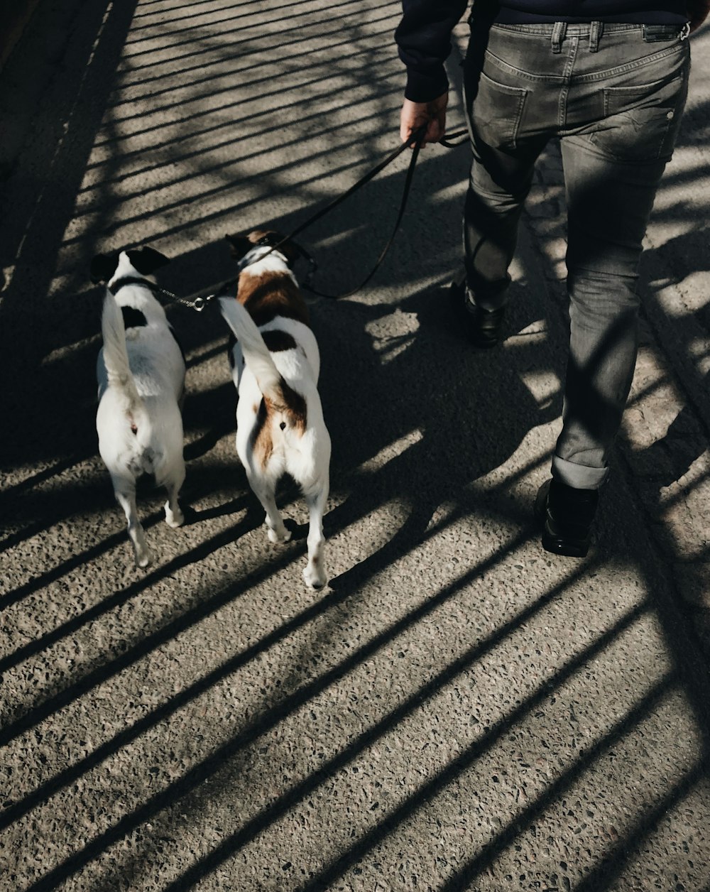 pessoa passeando com dois cães