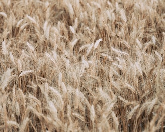 brown wheat field