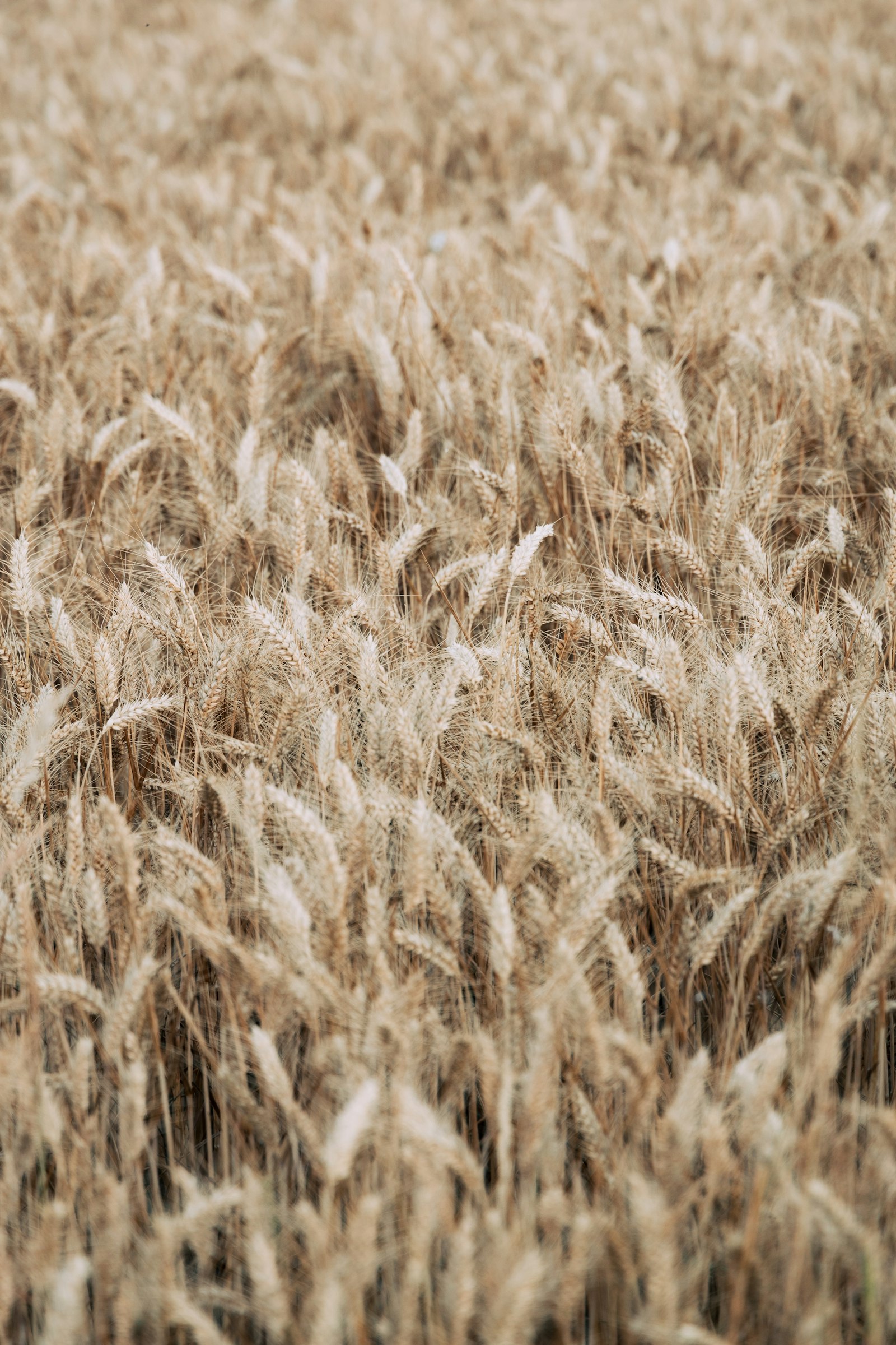 Canon RF 24-105mm F4L IS USM sample photo. Brown wheat field photography