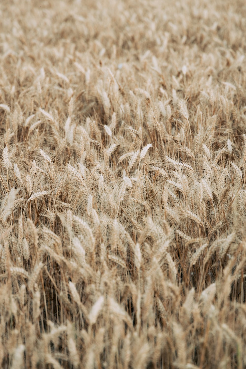 brown wheat field