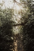 A narrow dirt path winds through dense greenery with sunlight filtering through the canopy, casting dappled shadows on the ground. The branches and leaves create a thick overhead cover, adding a sense of seclusion to the scene.