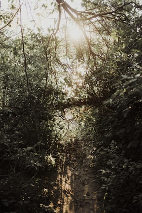A narrow dirt path winds through dense greenery with sunlight filtering through the canopy, casting dappled shadows on the ground. The branches and leaves create a thick overhead cover, adding a sense of seclusion to the scene.