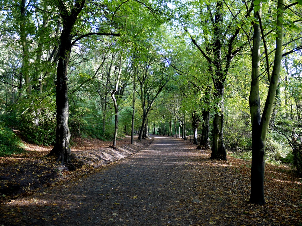 árboles de hojas verdes