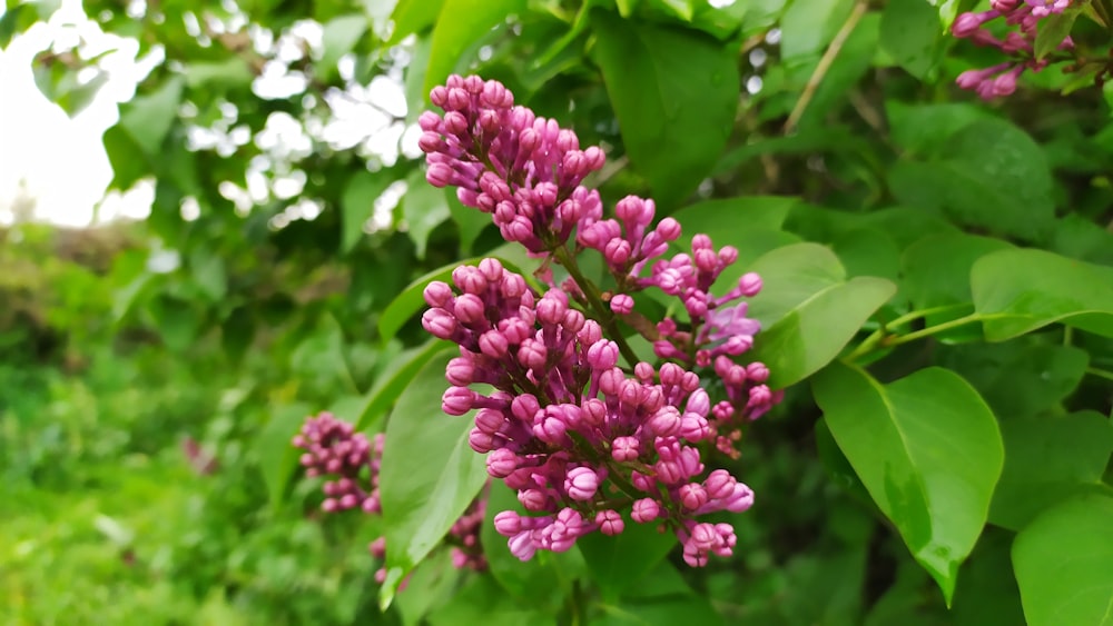 red flowered bush