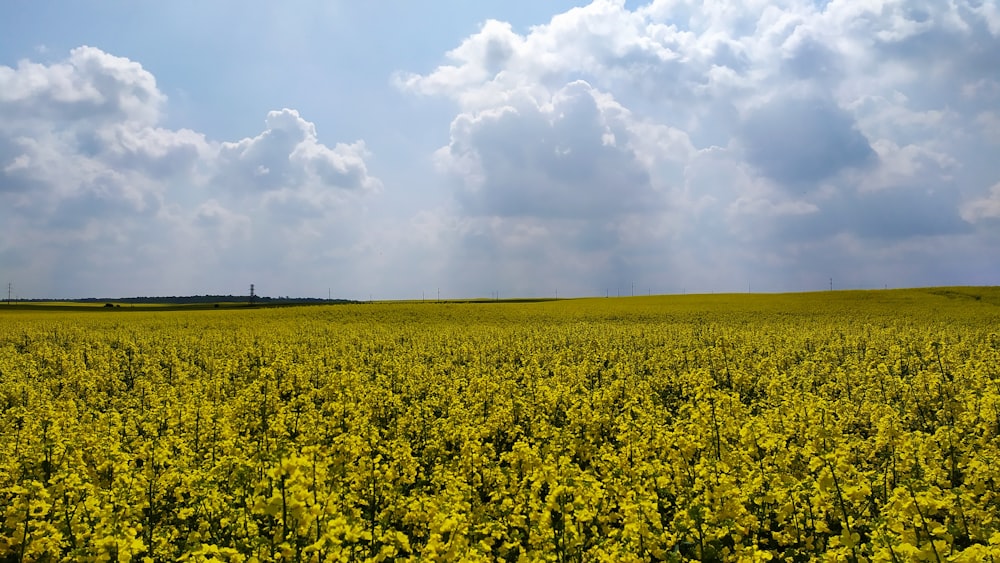 yellow plants under cloudy sky