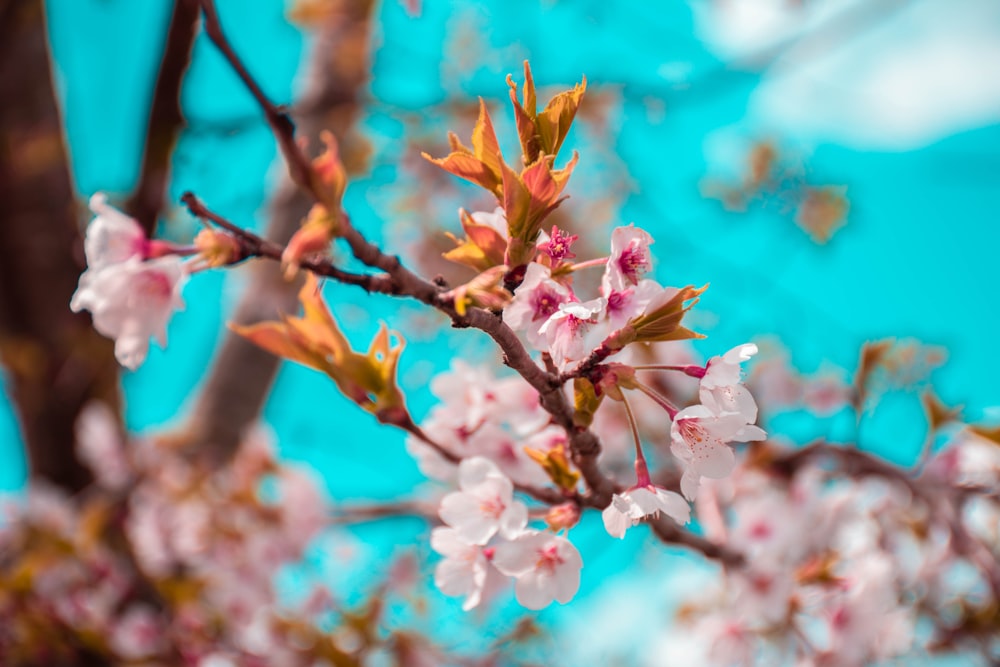 white-and-pink-petaled flowers tree