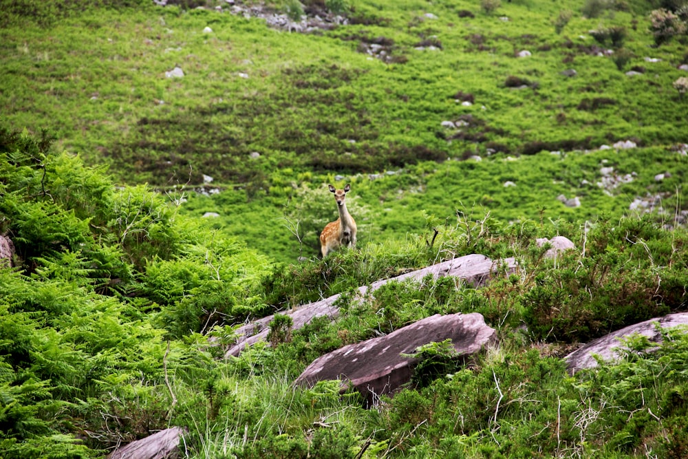 doe deer in green grass