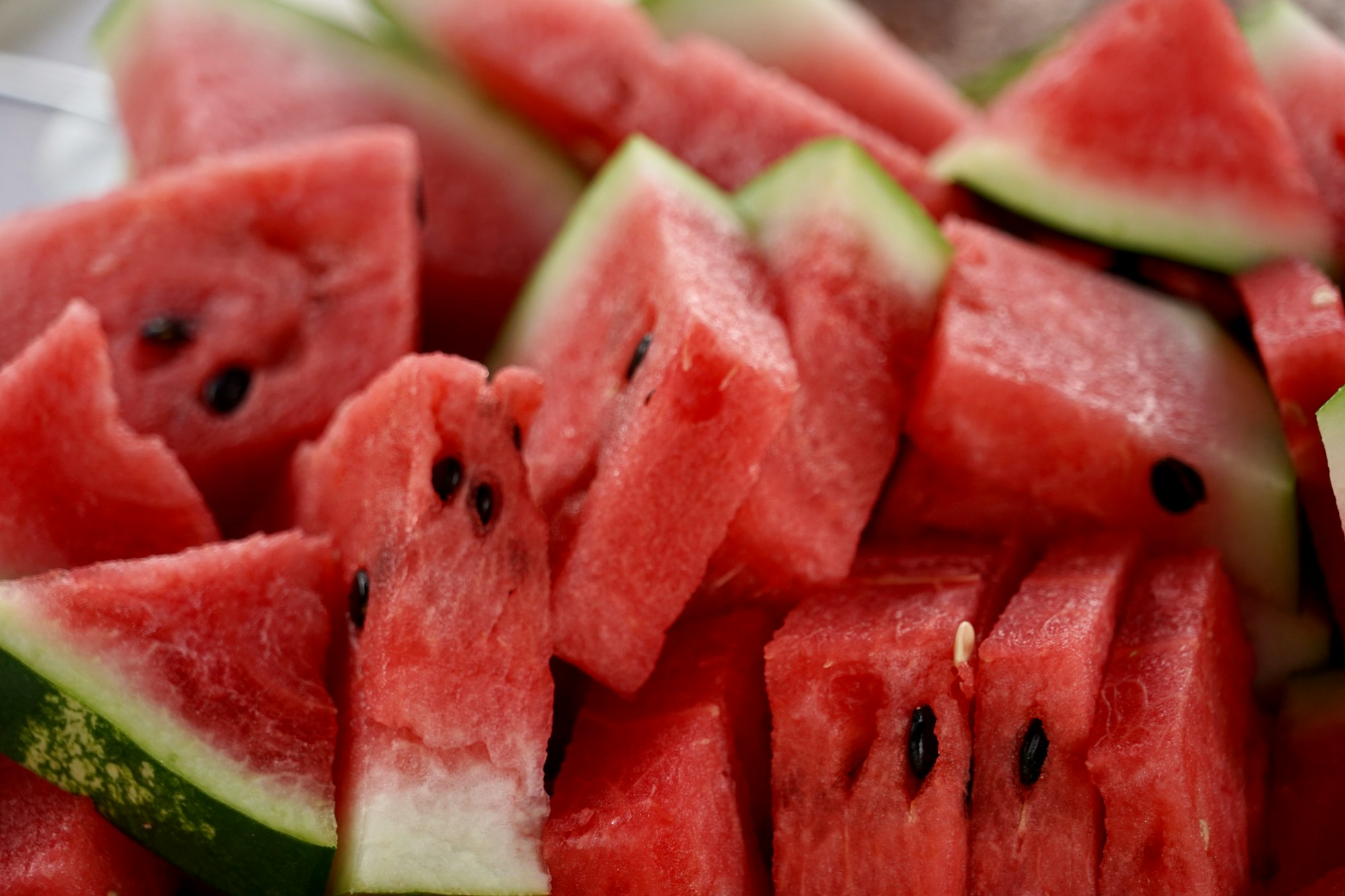 Can Maltese Eat Watermelon?