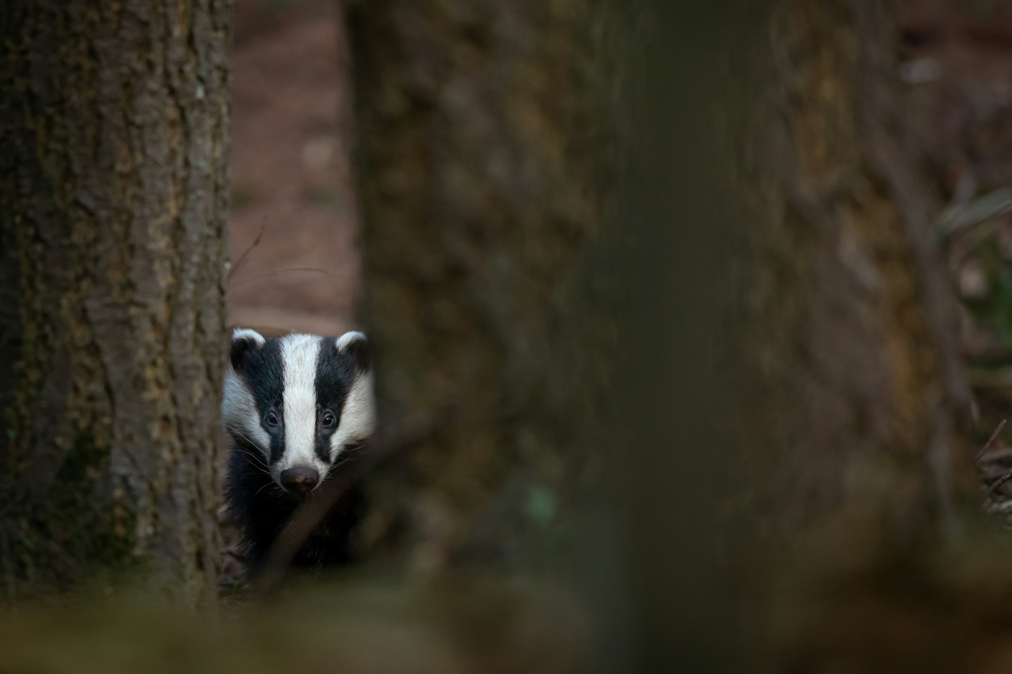 Are Badgers Really England's TB Problem?