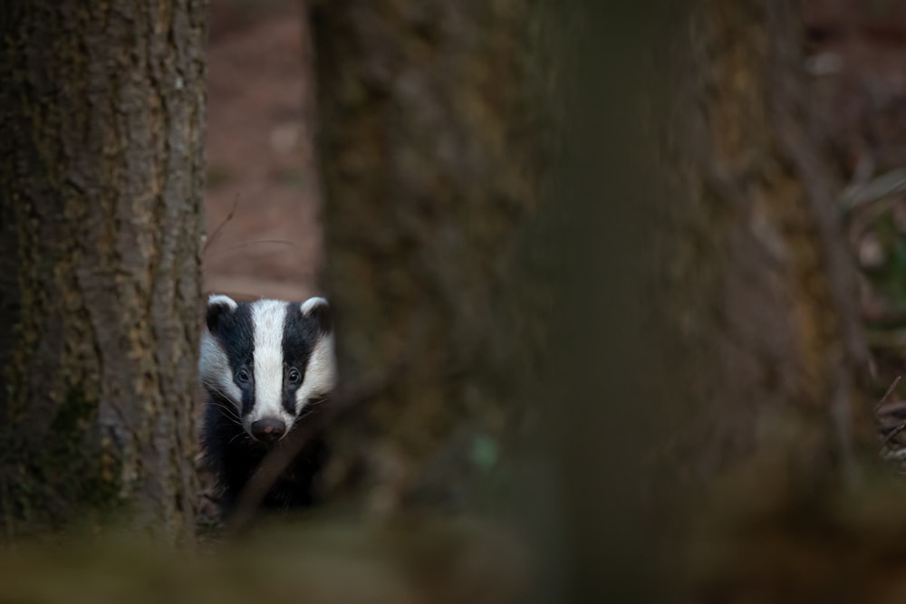 white and black badger close-up photography