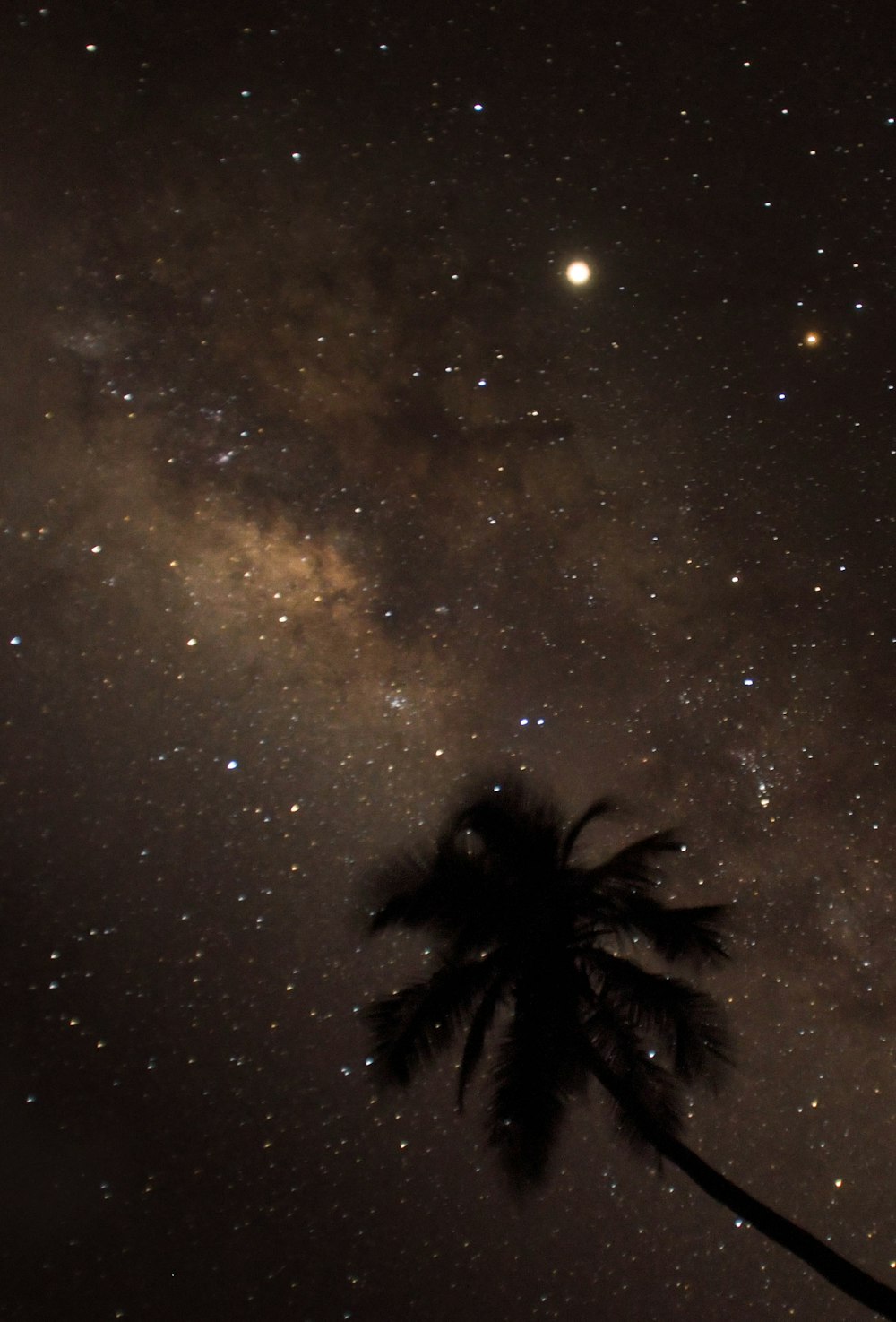 silhouette of coconut tree during nighttime