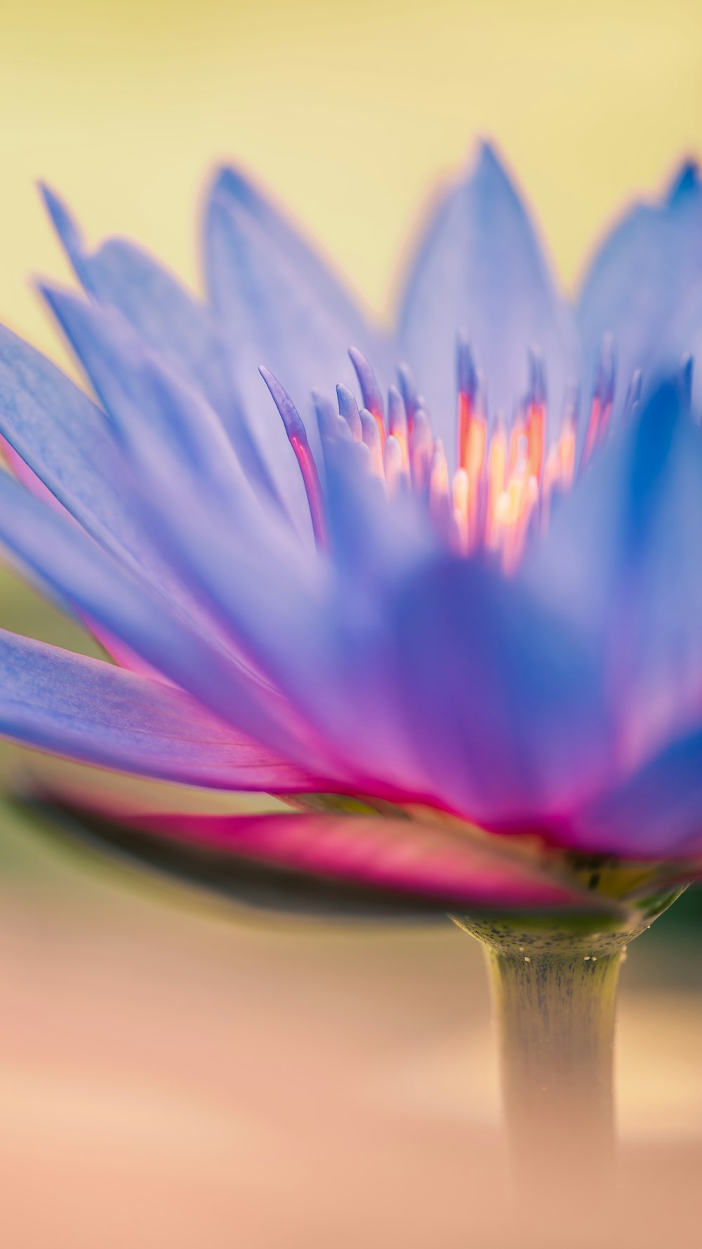 flores de pétalos púrpuras