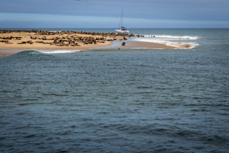 A serene coastal landscape showing seals resting on the shore with people enjoying land sailing in the background.