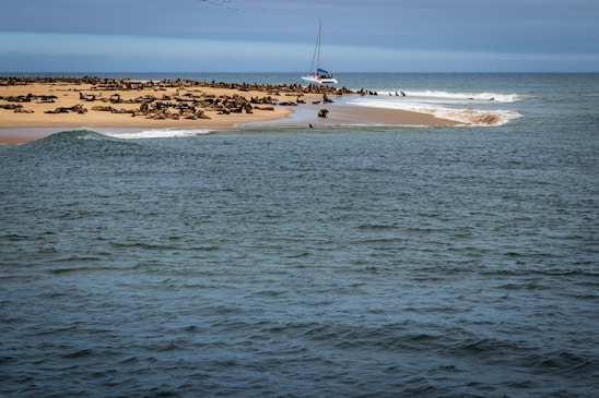 A serene coastal landscape showing seals resting on the shore with people enjoying land sailing in the background.