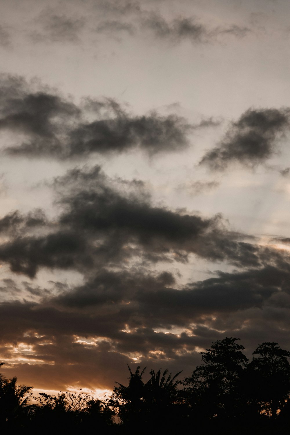 silhouette of trees