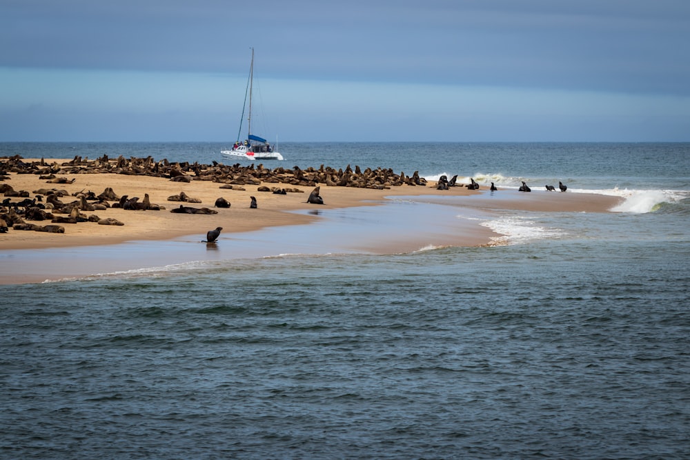 sea lions on islet