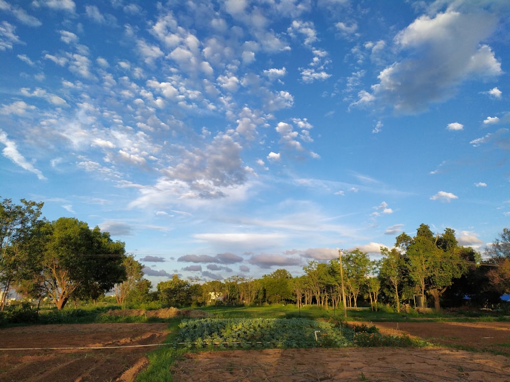 crop field