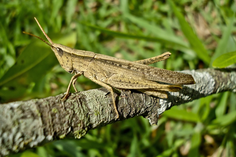 brown grasshopper on brown stick