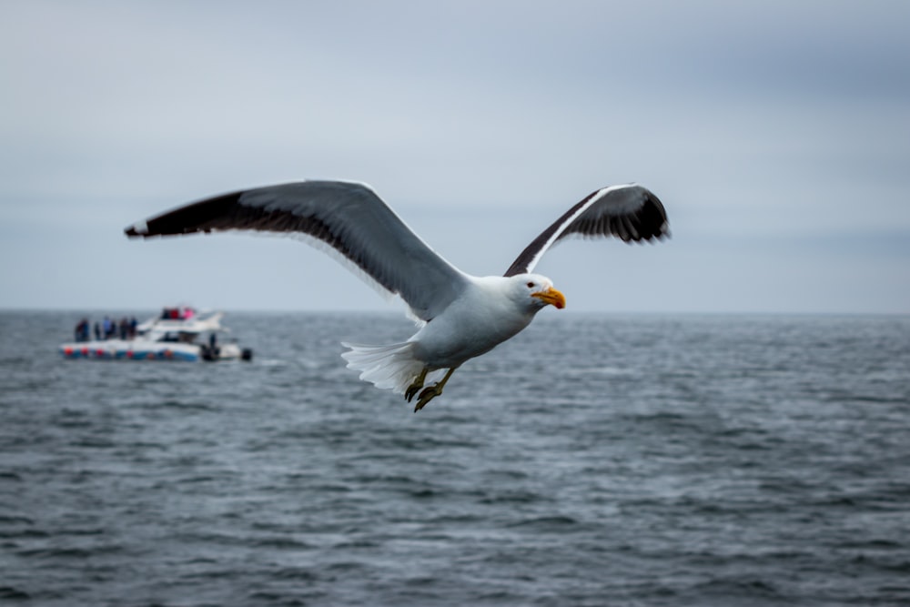 a seagull flying over the ocean with a boat in the background