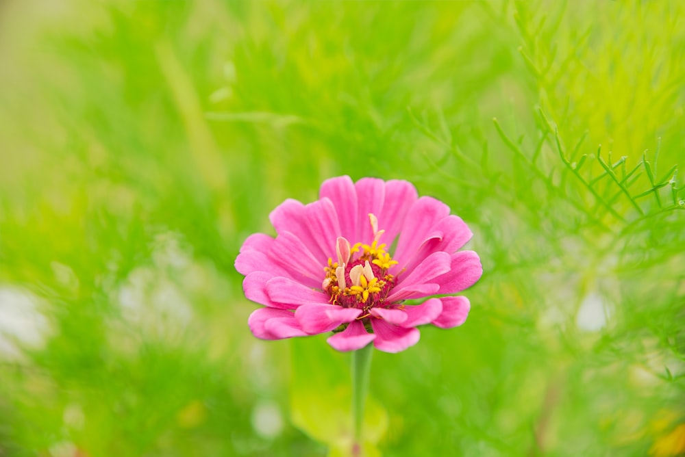 Margarida cor-de-rosa em flor