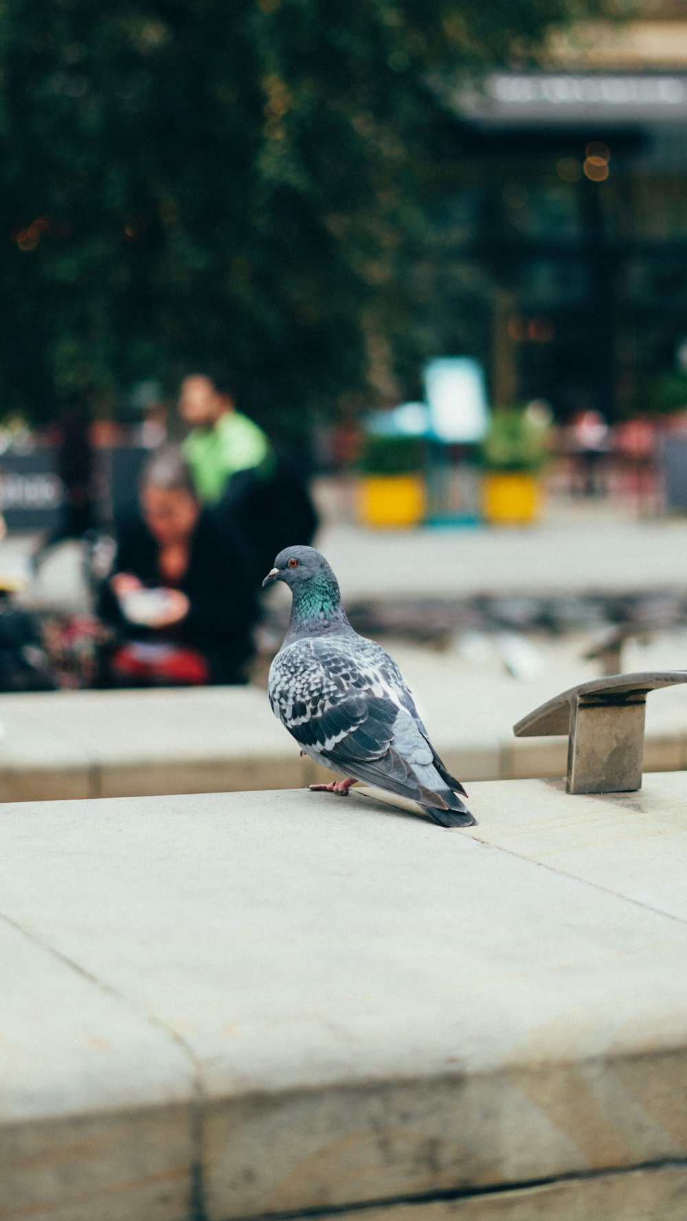 gray and black pigeon on gray surface close-up photography