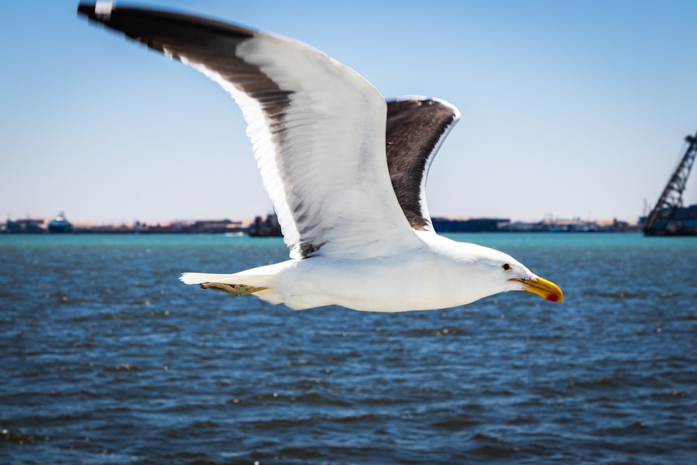 white gull