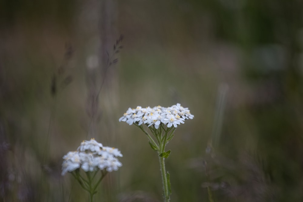 white petaled flower