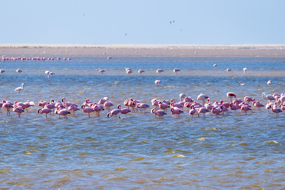 flock of pink flamingos in beach