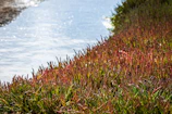 Close-up of local flora thriving along the banks of the Friedgraben.