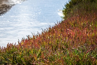 Volunteers planting native aquatic plants along the riverbank to support fish habitats.