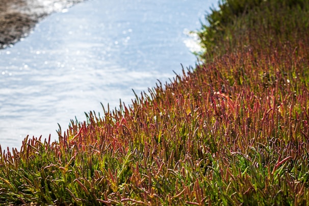 Volunteers planting native aquatic plants along the riverbank to support fish habitats.