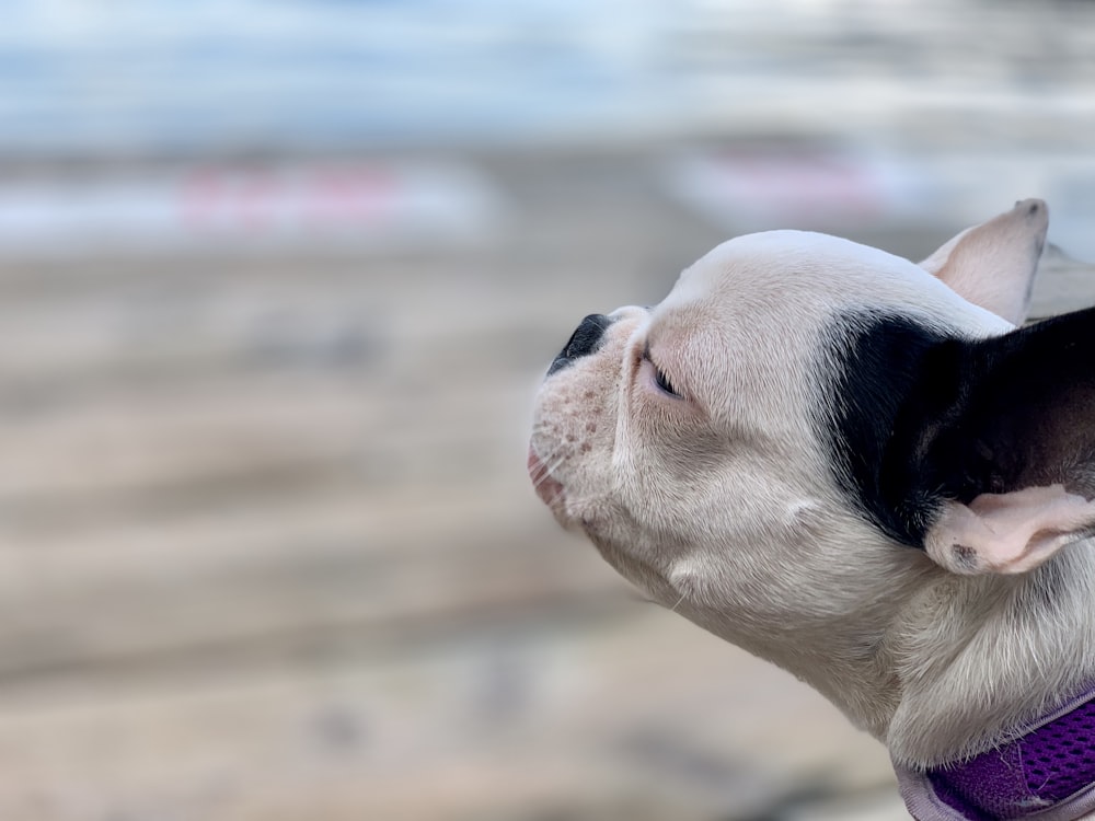 selective focus photography of white and black pit bull