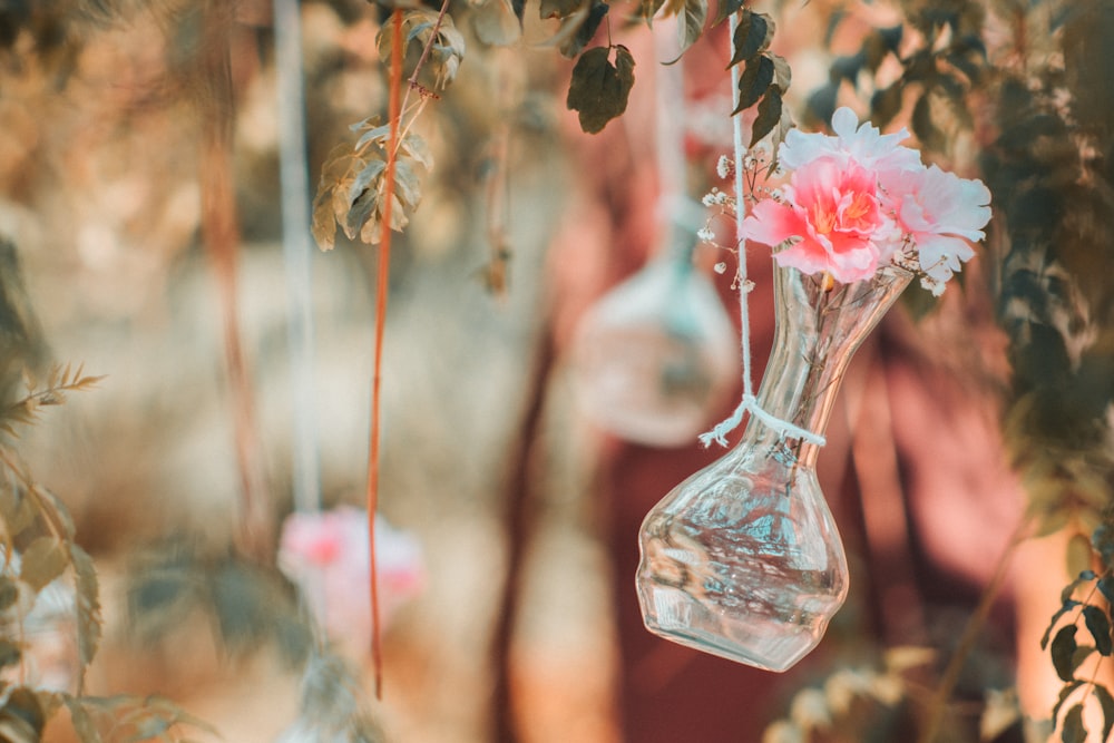 pink and white petaled flower in vase selective focus photography