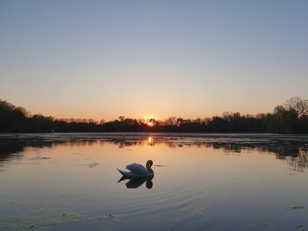 a swan floating on top of a lake at sunset