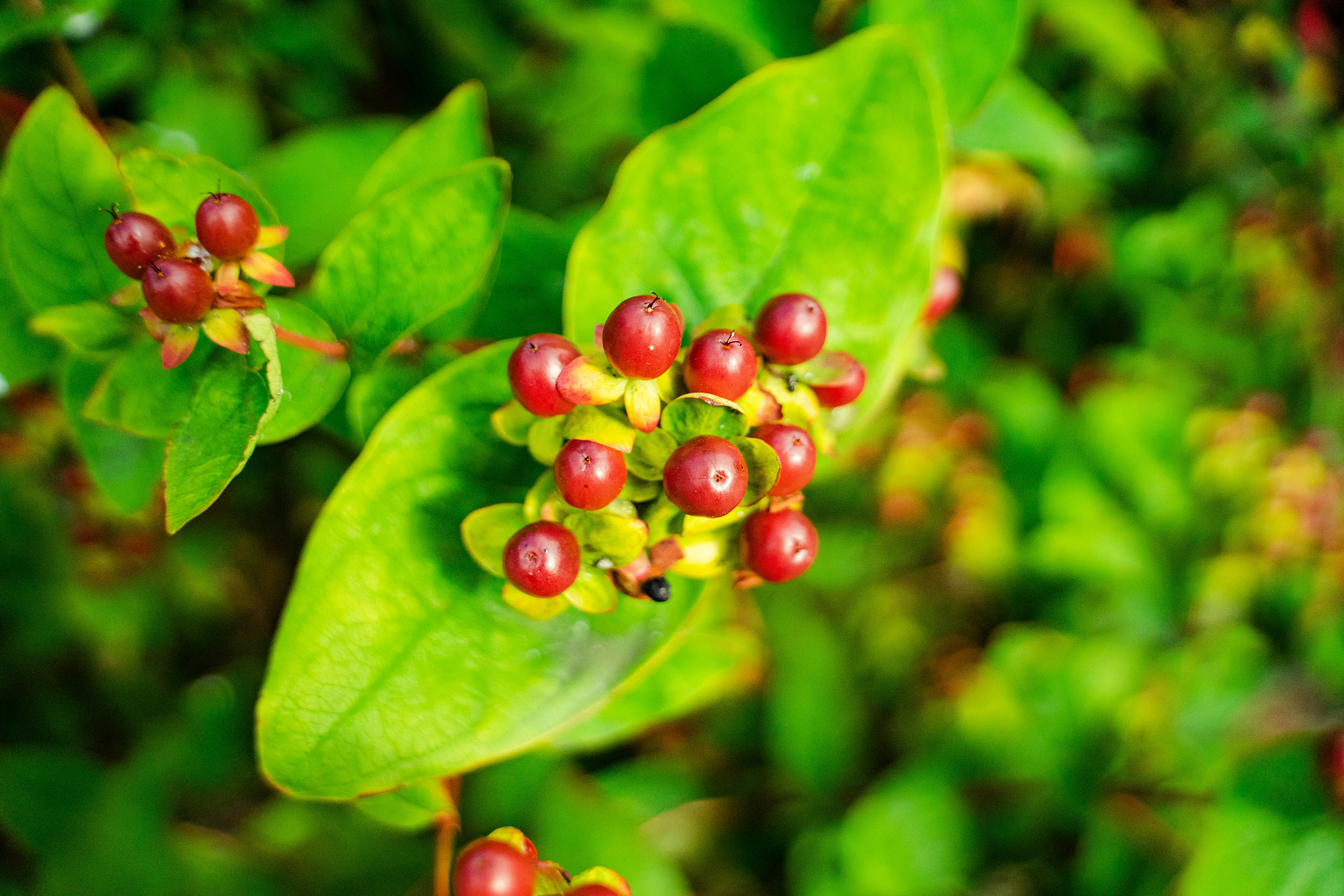 Photo by scienceisnature